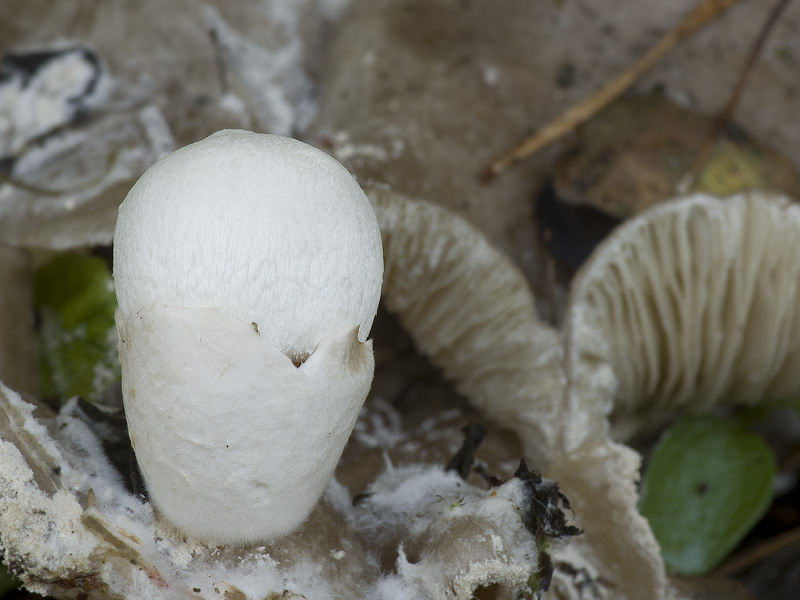 Volvariella surrecta